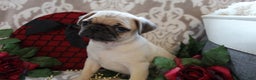 Pug dogs for sale: Calvin - Ad 9