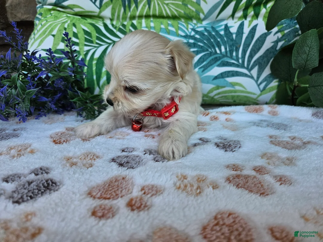 Maltipoo dogs for sale: Rosco - Ad 2