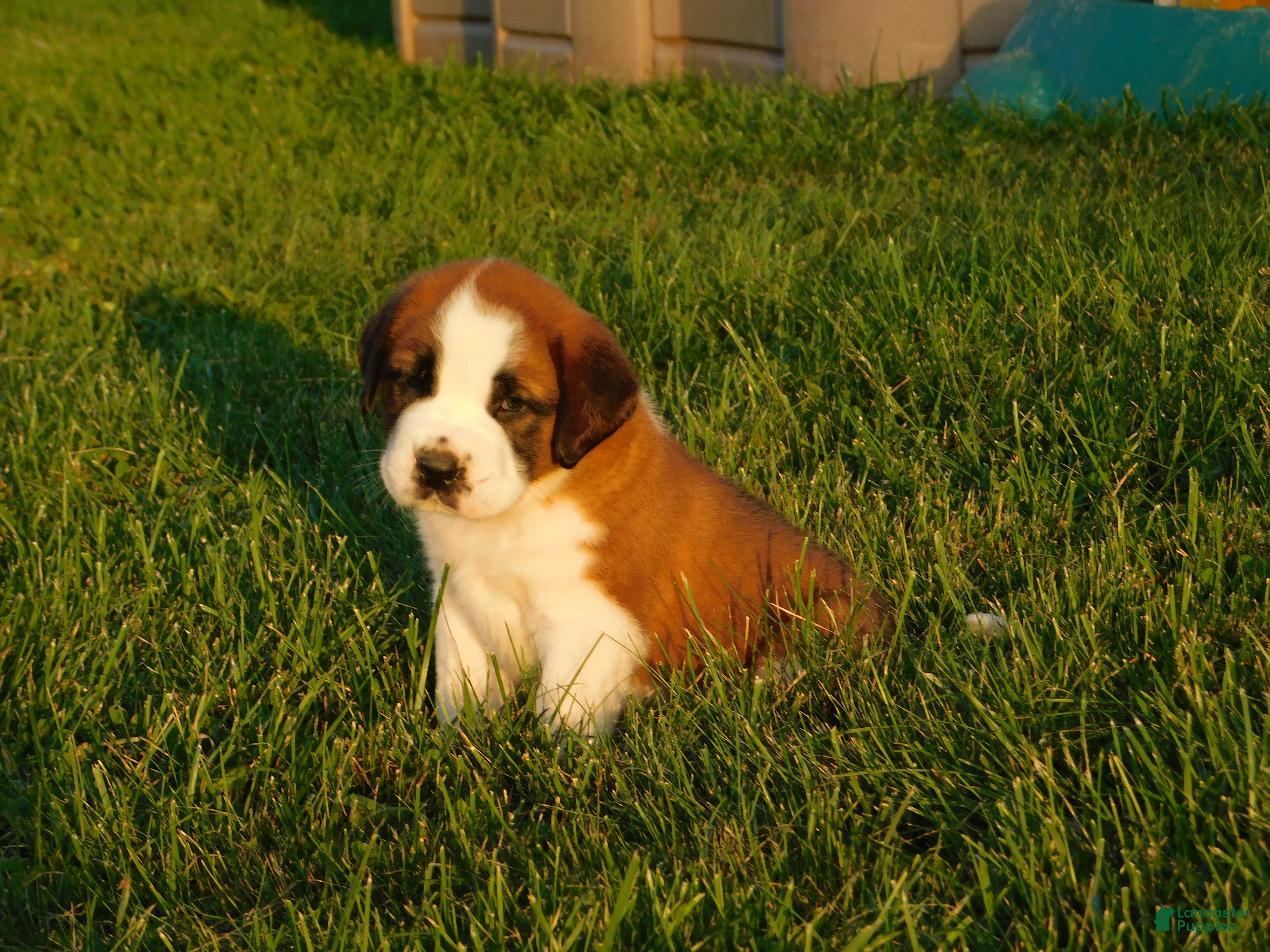 Saint Bernard dogs Terry - Ad 1