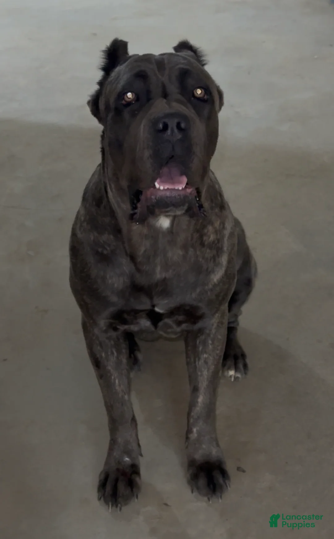 Cane Corso dogs for sale: Emma - Ad 2