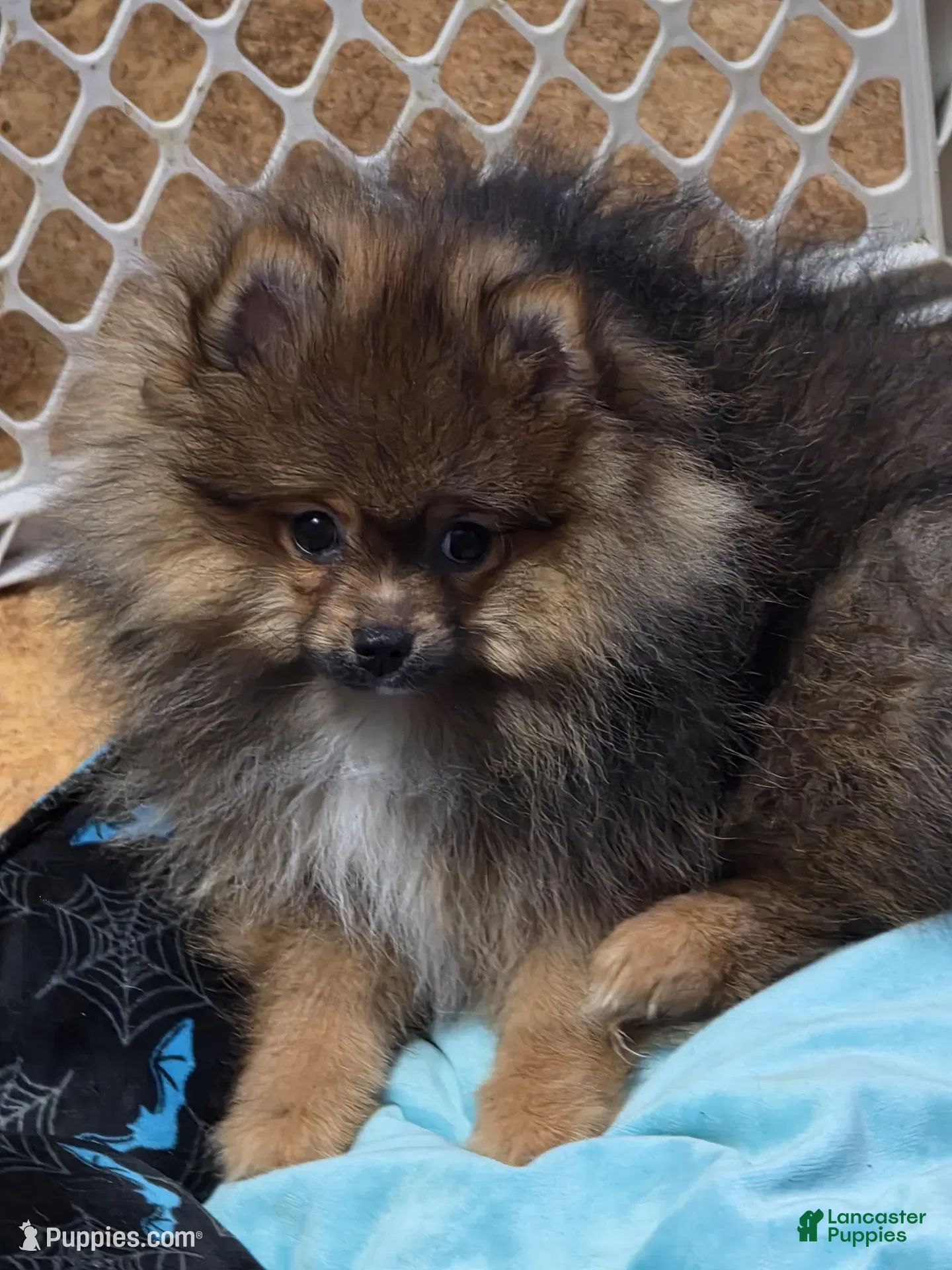 Pomeranian dogs for sale: Akc Willow  - Ad 24