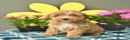 Mini Goldendoodle dogs for sale: Sunny  - Ad 3