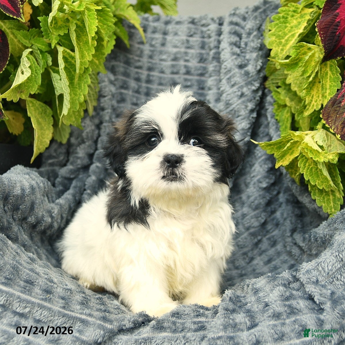 Shih Tzu dogs Chico  - Ad 2