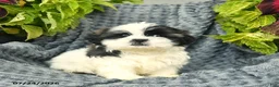 Shih Tzu dogs for sale: Chico  - Ad 2