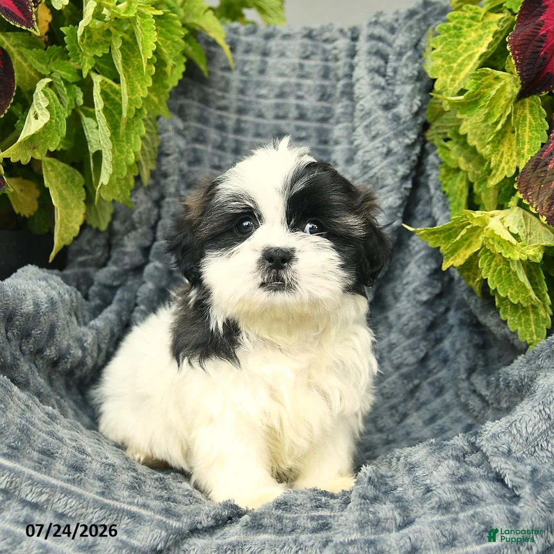 Shih Tzu dogs for sale: Chico  - Ad 2