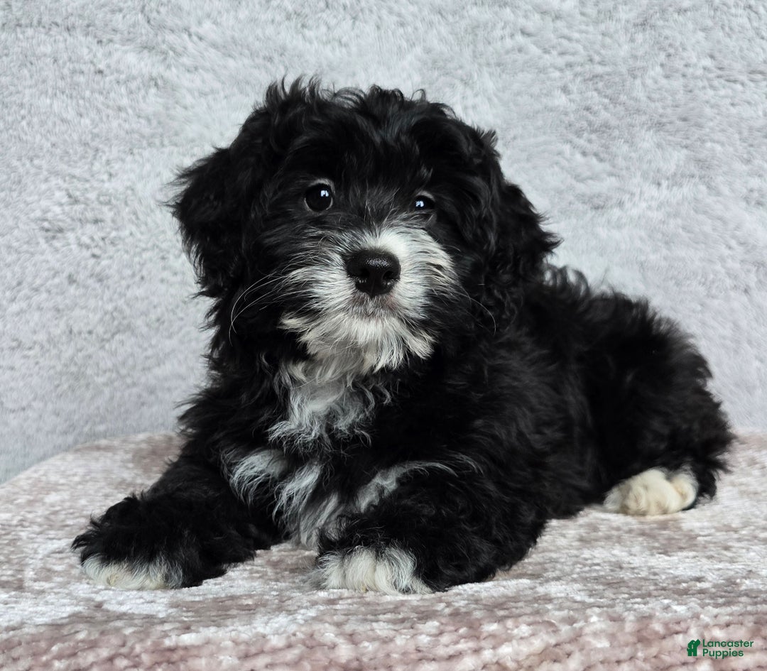 Mini Bernedoodle dogs for sale: Mini Reese - Ad 4