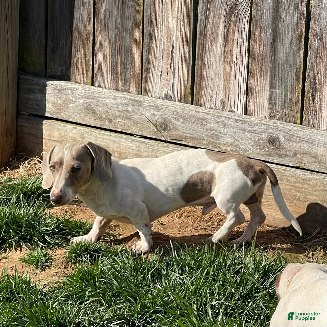 Dachshund dogs for sale: Kobe - Ad 4