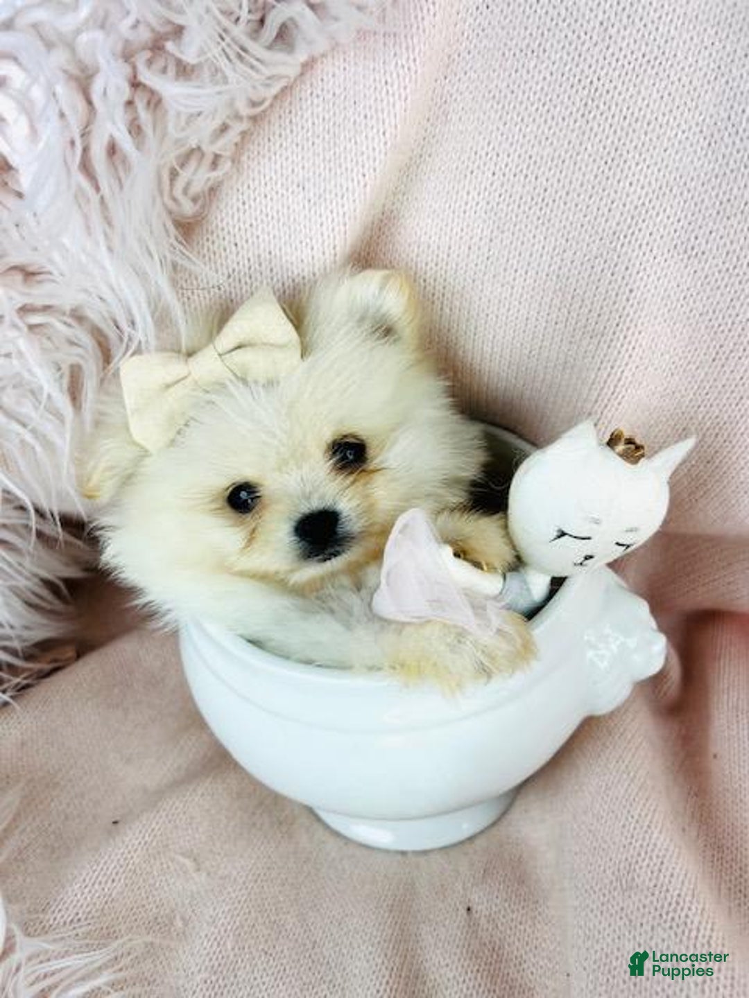 Pomeranian dogs for sale: Teacup Pomeranian Puppy 1 - Ad 1