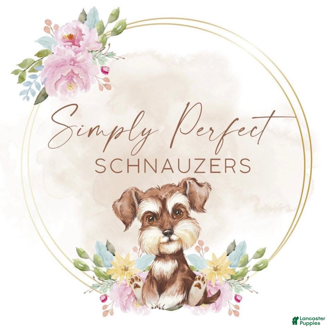 Miniature Schnauzer dogs for sale: Iceman - Ad 5