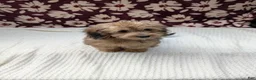 Havapoo dogs for sale: Fiona  - Ad 3