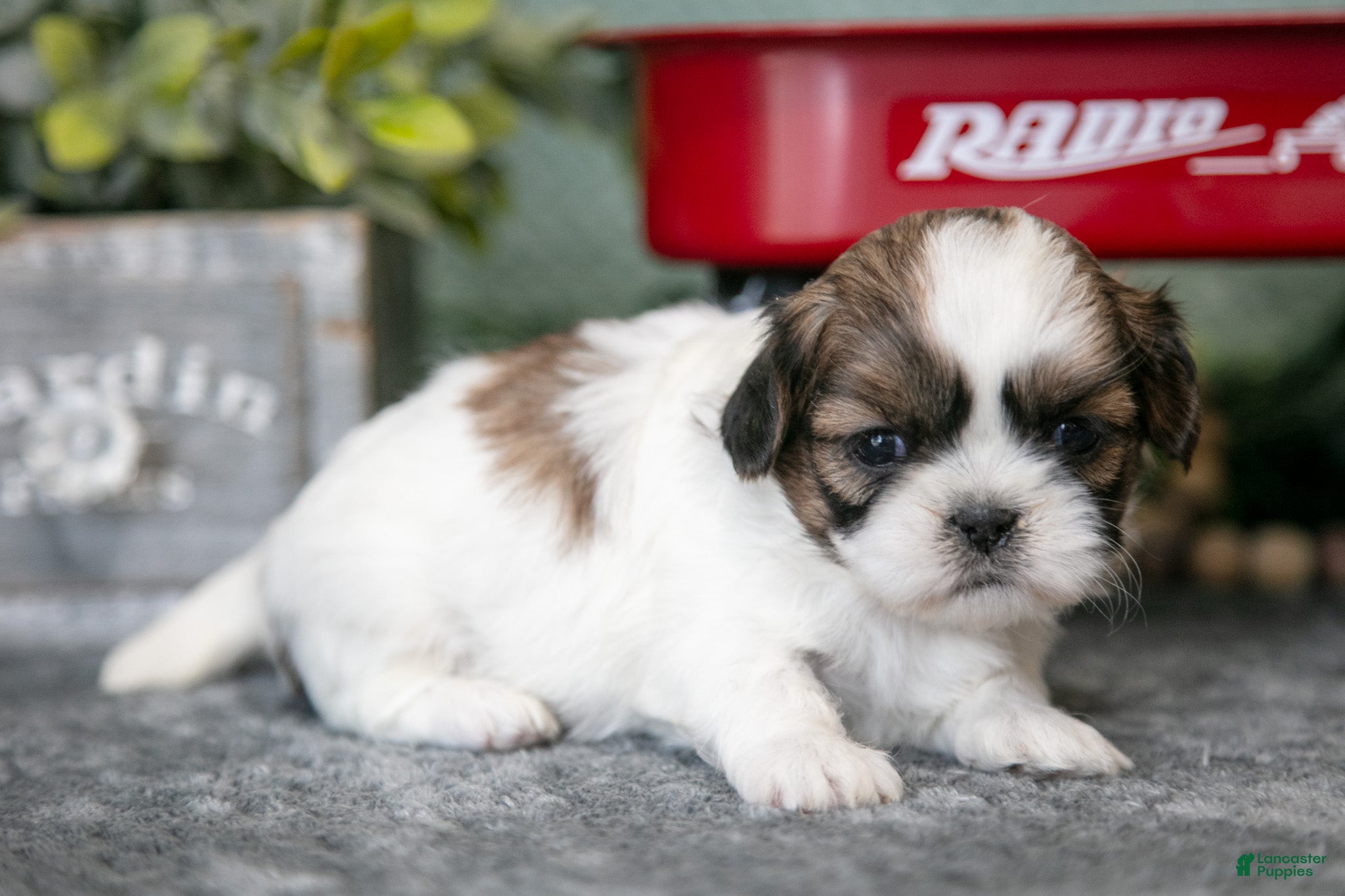 Shih Tzu dogs Rosie - Ad 33