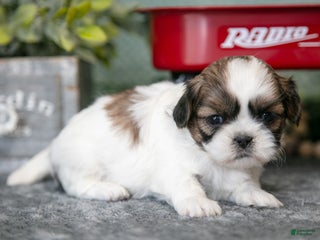 Shih Tzu dogs for sale: Rosie - Ad 4