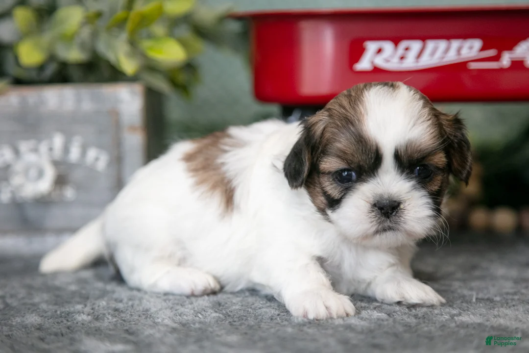 Shih Tzu dogs for sale: Rosie - Ad 1
