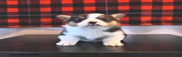 Welsh Corgi Pembroke dogs for sale: Grant  - Ad 2