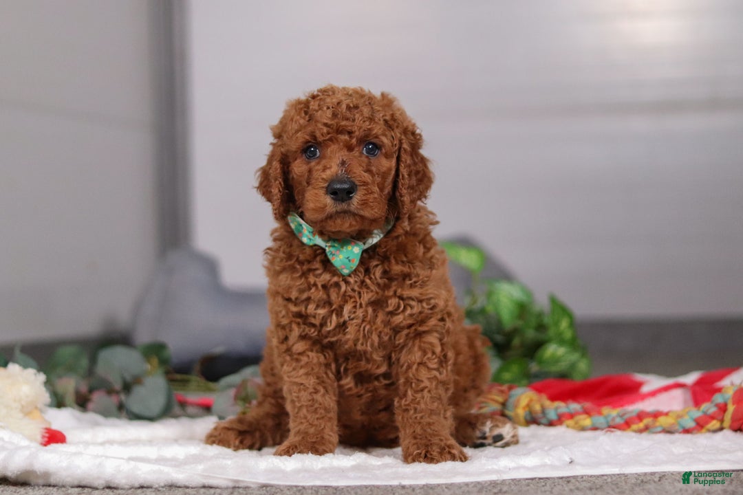 Standard Poodle dogs for sale: Bear - Ad 2