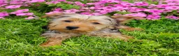 Yorkshire Terrier dogs for sale: Lilibet - Ad 3