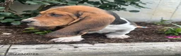 Basset Hound dogs for sale: Jett - Ad 3
