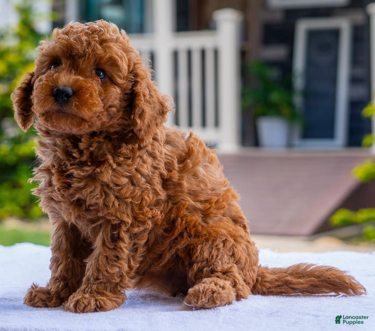 Miniature Poodle dogs Carmella - Ad 2