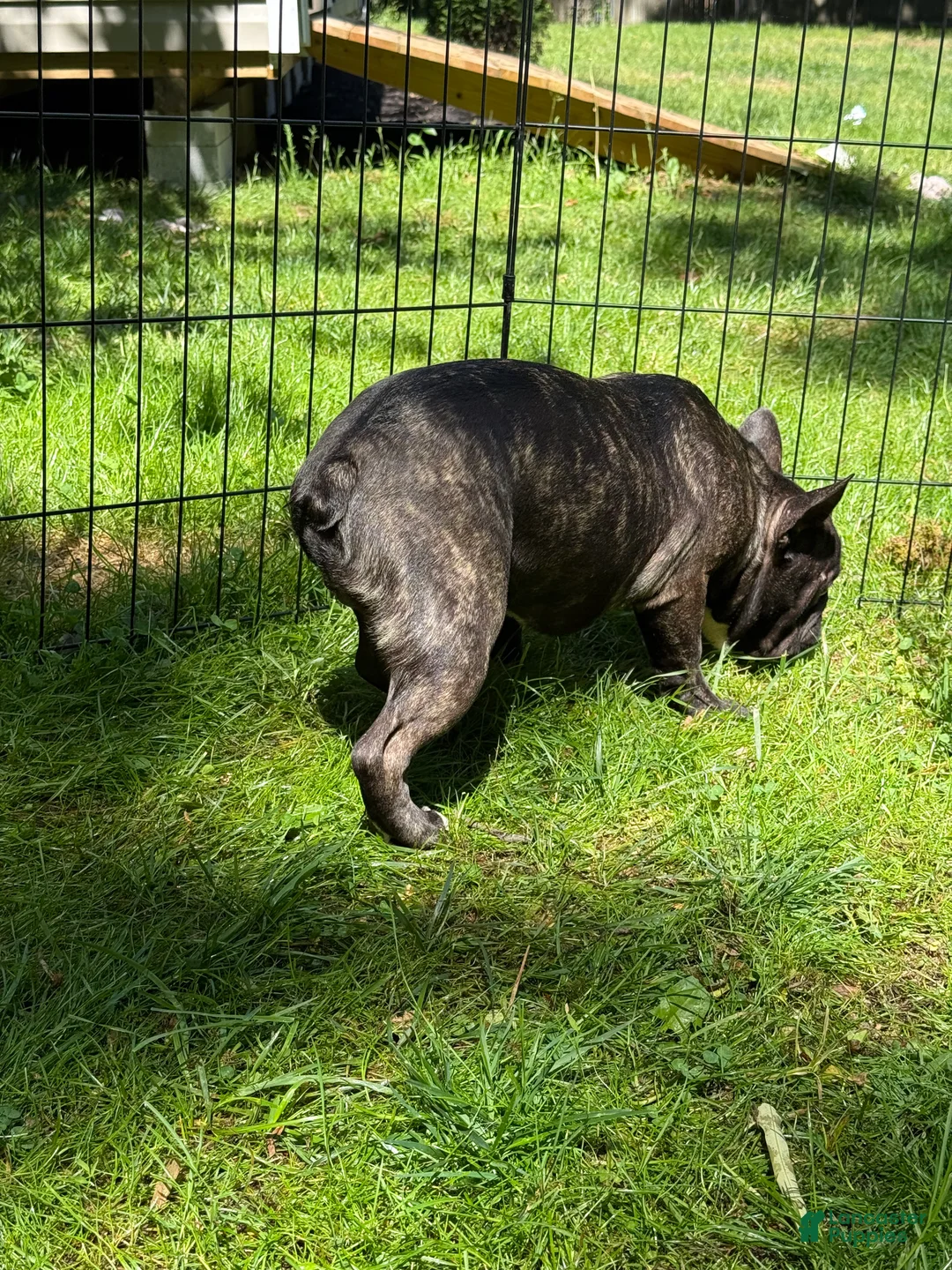 French Bulldog dogs for sale: French Bulldog Puppy 1 - Ad 4