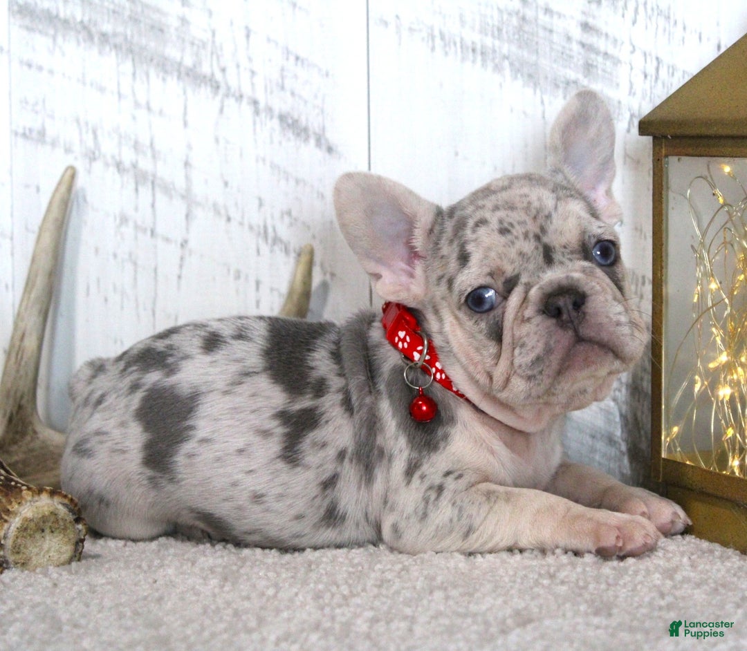 French Bulldog dogs for sale: Bryce - Ad 3