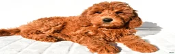 Mini Goldendoodle dogs for sale: Amber - Ad 9