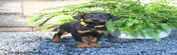 Doberman Pinscher dogs for sale: Percy - Ad 4
