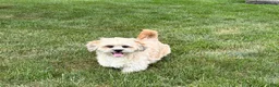 Lhasa Apso dogs for sale: Sammy - Ad 7