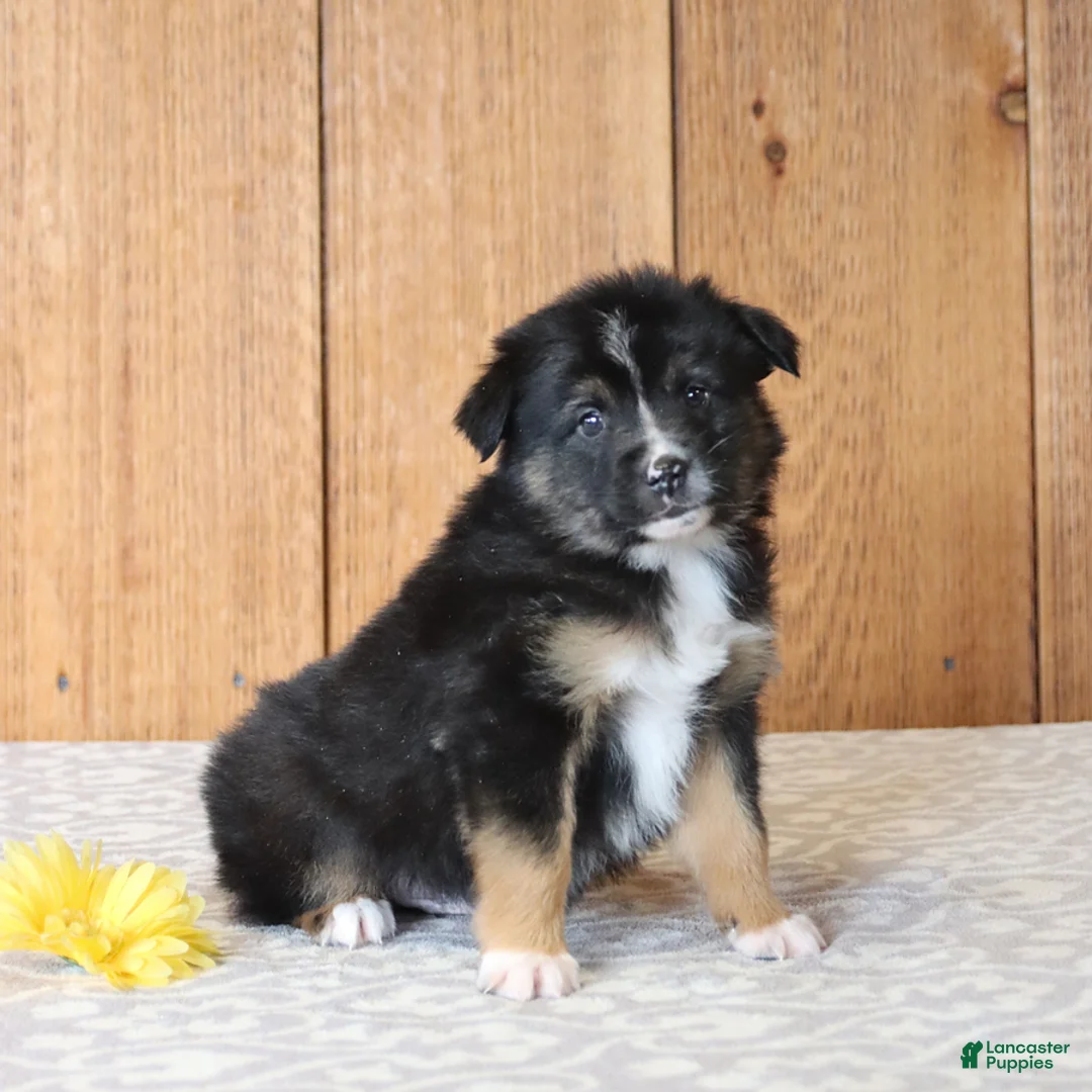 Miniature Australian Shepherd dogs for sale: Dante - Ad 3