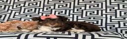 Aussiedoodle dogs for sale: Shayleigh Adult weight 16 lbs - Ad 4