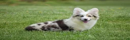 Welsh Corgi Pembroke dogs for sale: Lucas - Ad 6