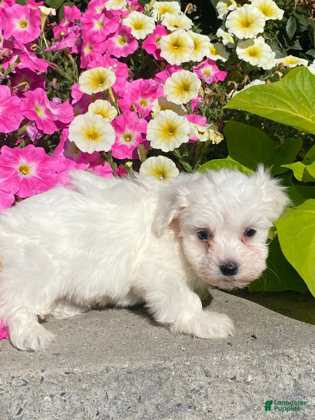 Coton De Tulear dogs for sale: Clifton  - Ad 2