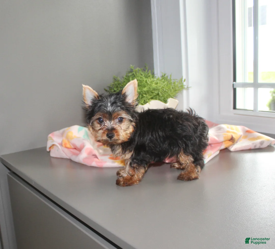 Yorkshire Terrier dogs for sale: Jewel - Ad 2