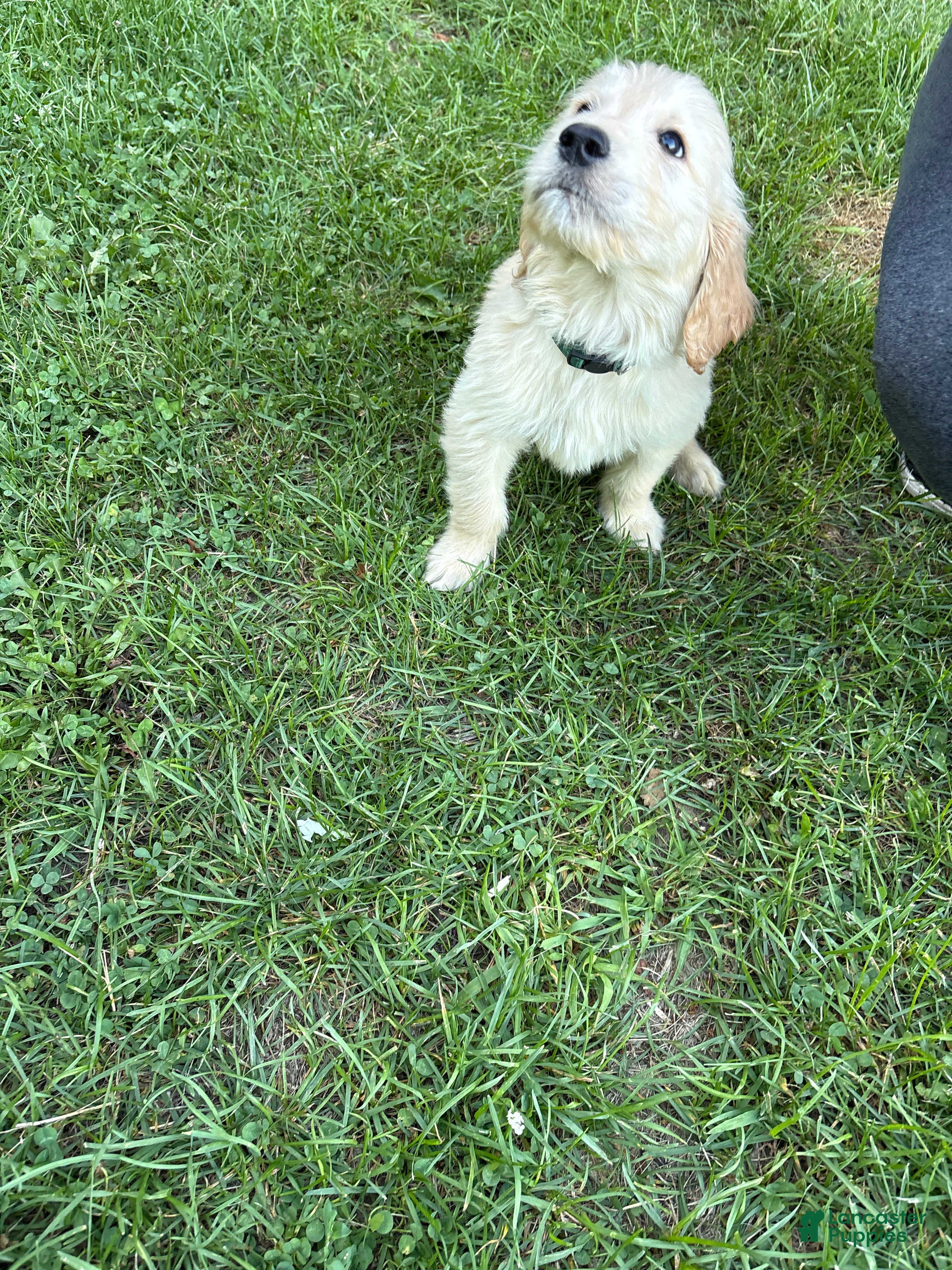 Golden Retriever dogs Green - Ad 1