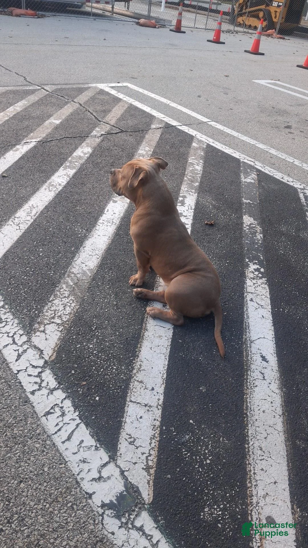 American Bully dogs for stud: Kings - Ad 2