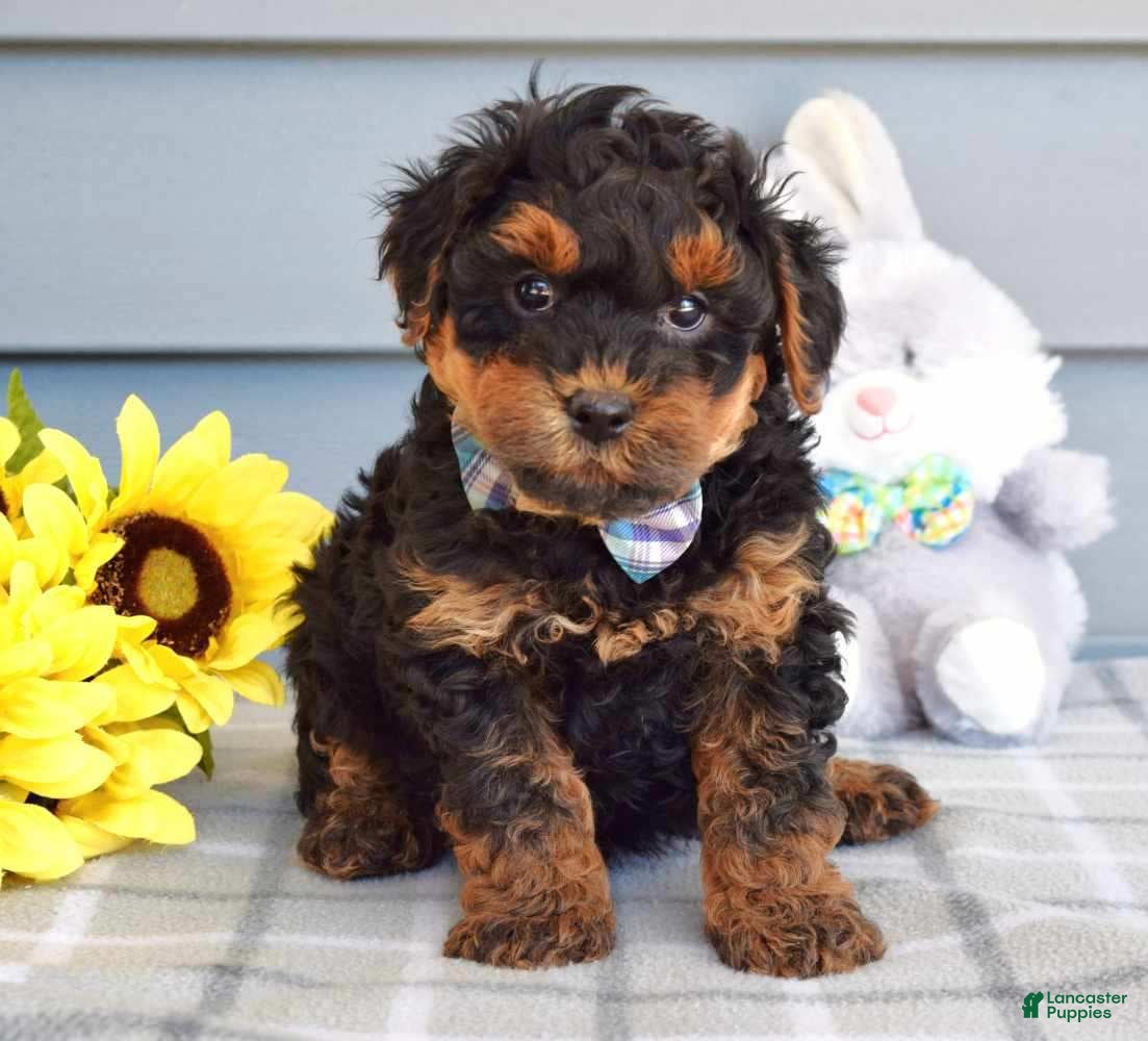 Yorkiepoo dogs Captain  - Ad 2