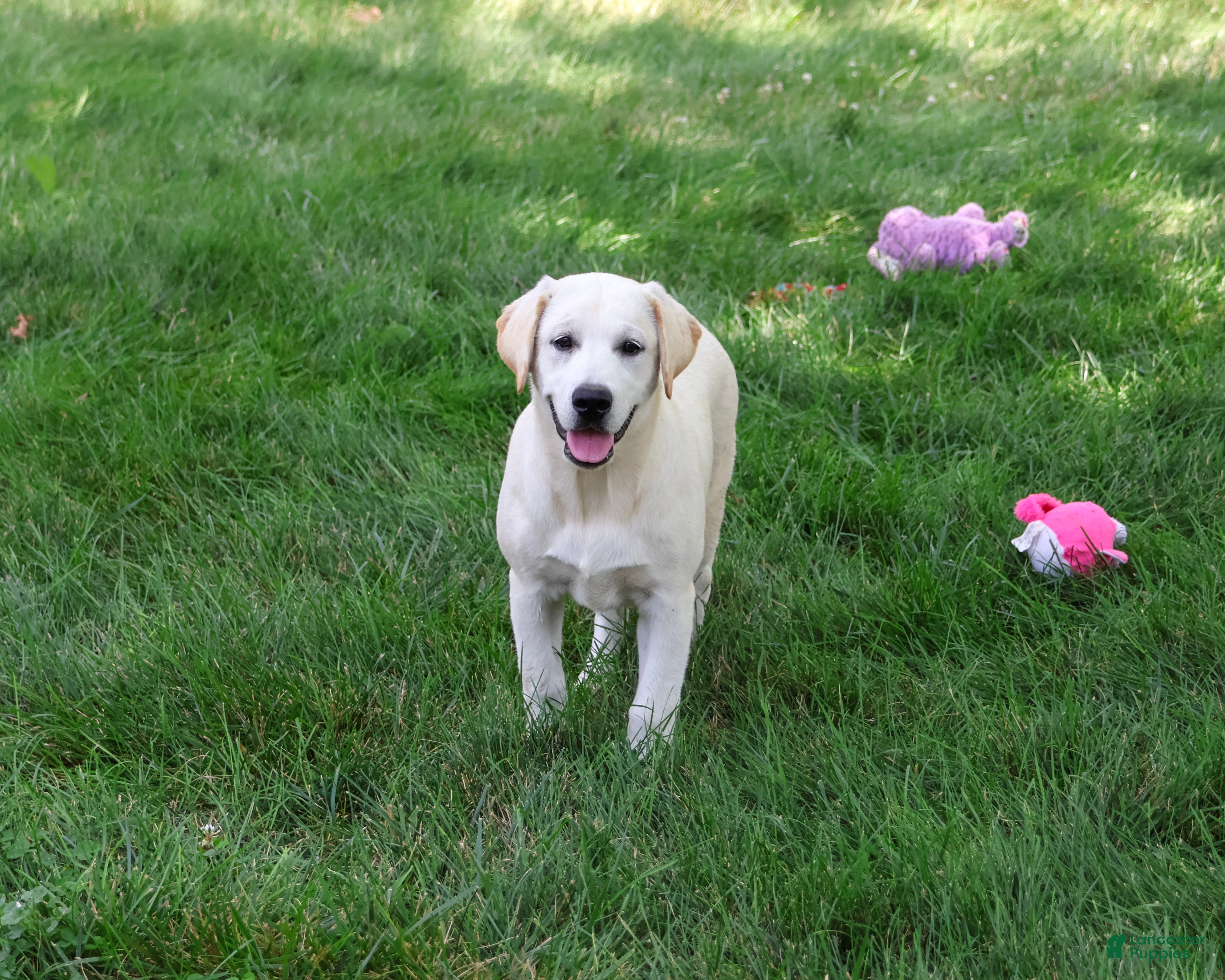 Labrador Retriever dogs Wanda - Ad 1