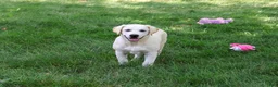 Labrador Retriever dogs for sale: Wanda - Ad 1