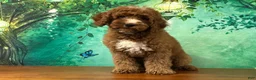 Cockapoo dogs for sale: Pudding  - Ad 3