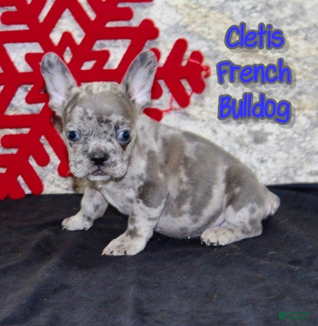 French Bulldog dogs Cletis - Ad 35