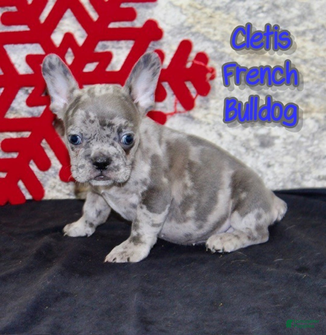 French Bulldog dogs for sale: Cletis - Ad 1