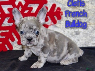 French Bulldog dogs Cletis - Ad 33