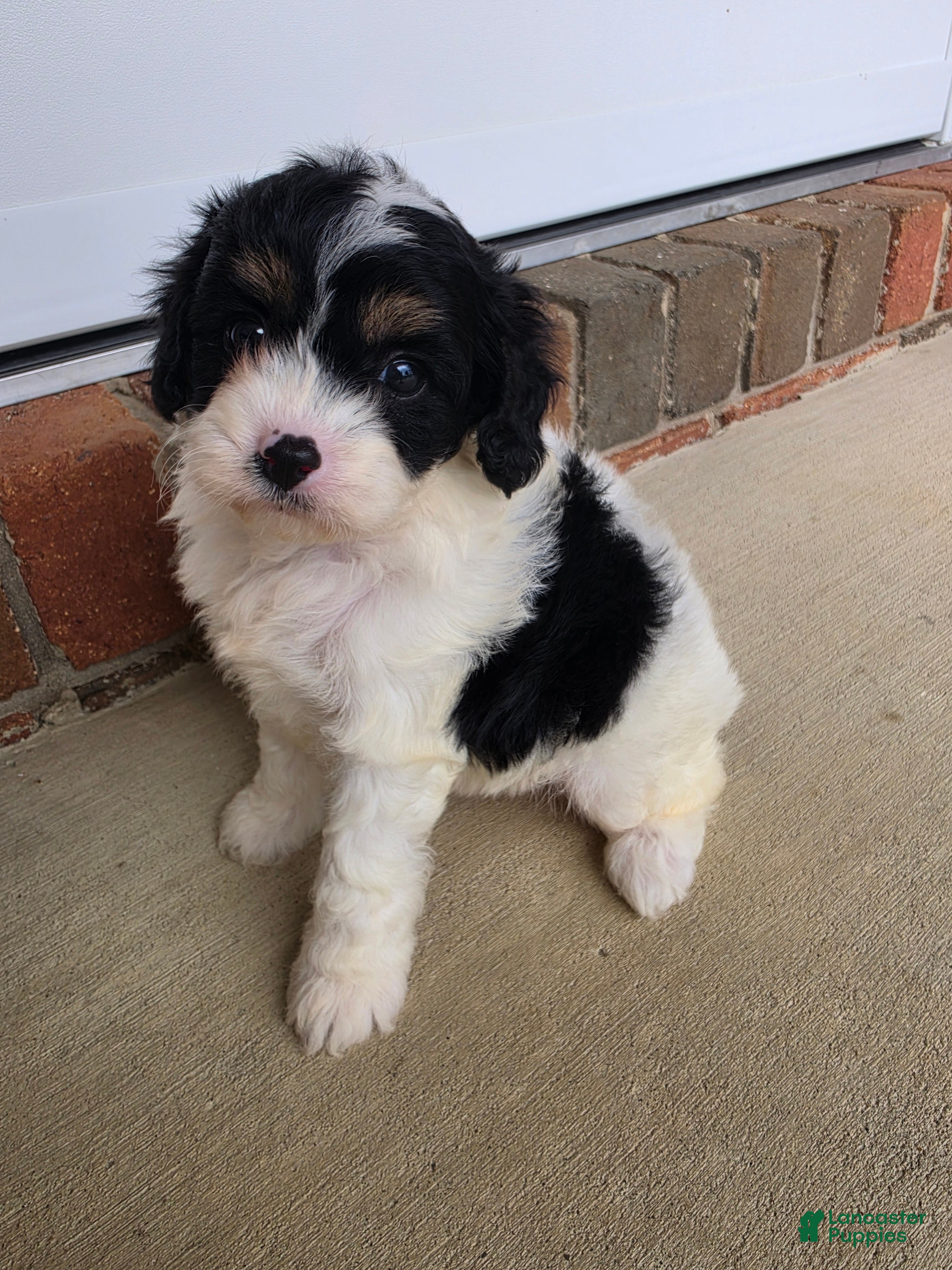 Cavapoo dogs Leo - Ad 2