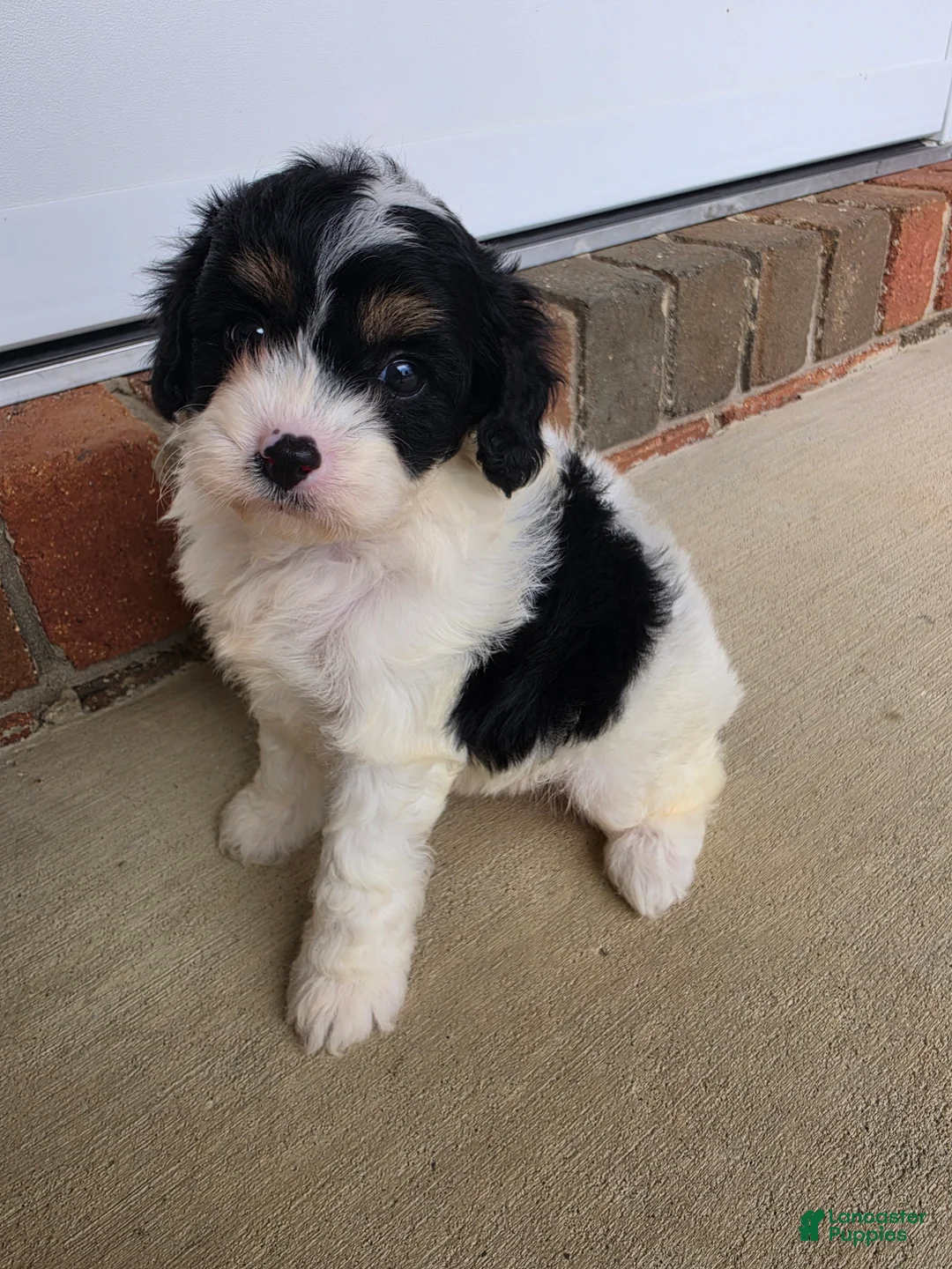 Cavapoo dogs for sale: Leo - Ad 2