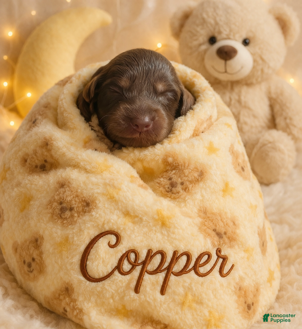 Miniature Dachshund dogs Miniature Dachshund Puppy 1 - Ad 1