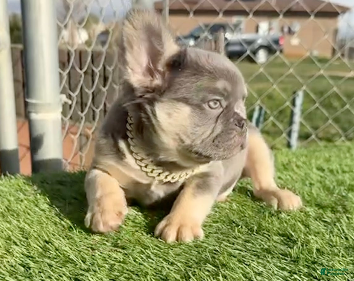 French Bulldog dogs ROCKY - LILAC TAN FLUFFY COMPACT HANDSOME PRINCE IN LA CA - USA DELIVERY  - Ad 14
