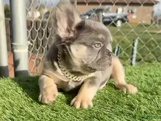 French Bulldog dogs ROCKY - LILAC TAN FLUFFY COMPACT HANDSOME PRINCE IN LA CA - USA DELIVERY - Ad 14