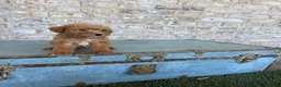 Miniature Labradoodle dogs for sale: Bentley  - Ad 8