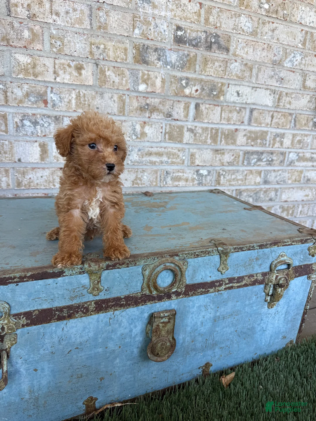 Miniature Labradoodle dogs for sale: Bentley  - Ad 8
