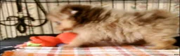 Pomeranian dogs for sale: Coco  - Ad 2