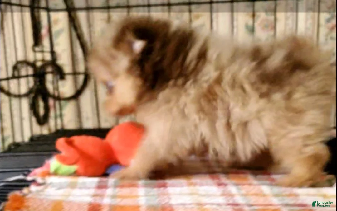 Pomeranian dogs for sale: Coco  - Ad 2
